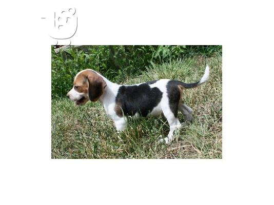 Χαριτωμένο κουτάβι Beagle για υιοθεσία